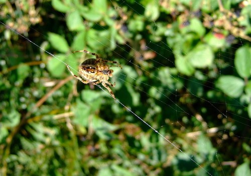 Photo 6x4 garden - garden, spider