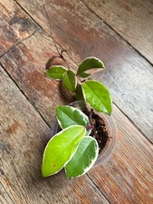 Hoya Carnosa 3,5" 'Flamingo