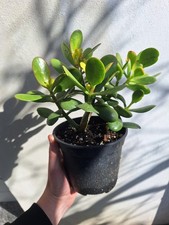 Crassula Ovata Vaso 14cm