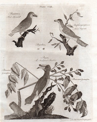 1797 stampa pied - 1797,