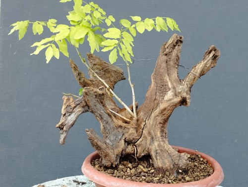 Bonsai glicine 30x20cm in - di,
