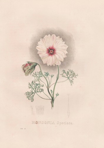Monsonia speciosa sudafrica - monsonia,
