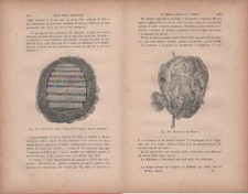 Spaccato  e veduta interna di