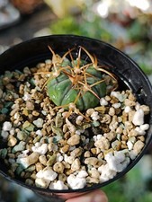 Echinocactus horizonthalonius