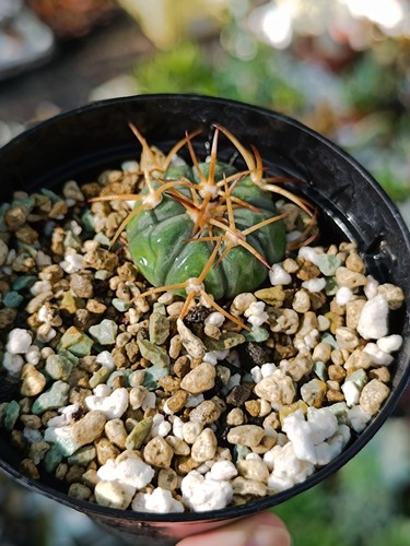 Echinocactus horizonthalonius