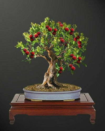 Corbezzolo arbutus unedo 10 - -,