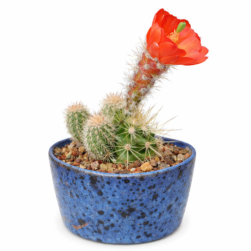 Echinocereus klapperi seeds - klapperi,