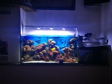 Plafoniera led acquario marino