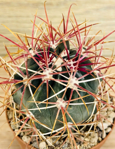 Ferocactus gracilis pot 8 - ,,