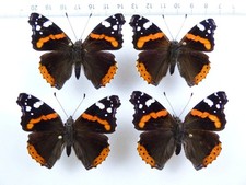 Set 4 x Vanessa atalanta