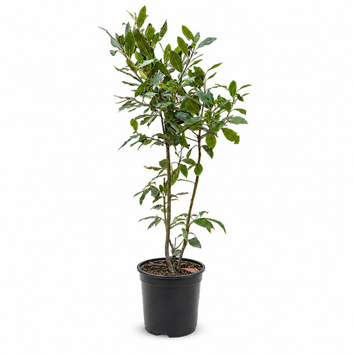 Pianta alloro laurus - alloro,