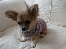 Cappotto maglione cane tazza