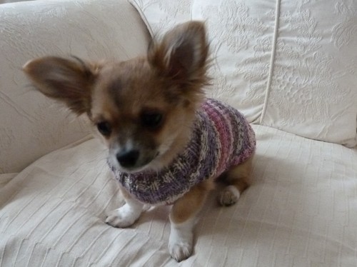 Cappotto maglione cane - , tazza