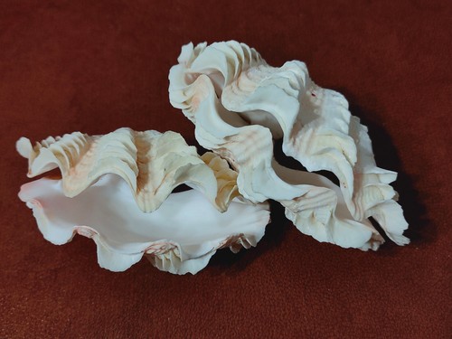 Conchiglia shell tridacna - conchiglia,
