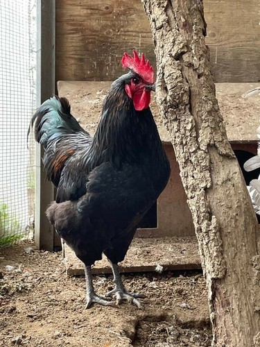 Uova galline fertili - galline, feconde