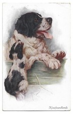 Antica Cartolina ANIMALI: CANE SAN BERNARDO CON CUCCIOLO - CAGNOLINO