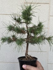 Pino aleppo bonsai - -, super