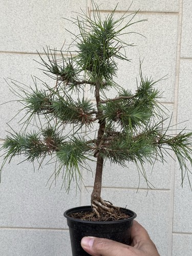 Pino aleppo bonsai super - pino,