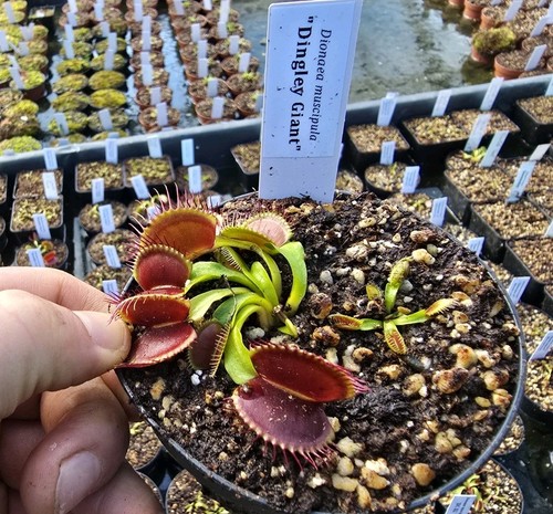 Dionaea muscipula dingley - muscipula, "dingley