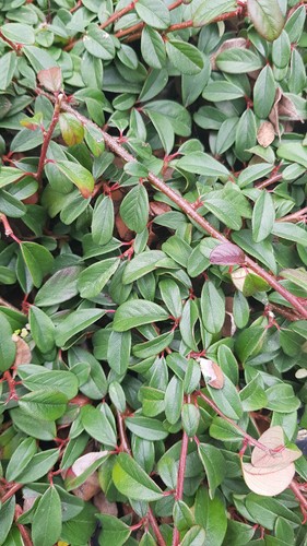 Cotoneaster dammeri major - cotoneaster, 'major'