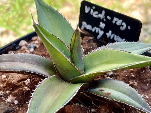 Agave victoriae reginae x - victoriae,