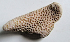 MAGNIFICO FOSSILE DI CORALLO