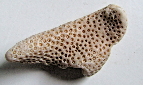 Magnifico fossile corallo - magnifico,