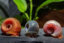 5x Lumaca lumache acquario acqua dolce Planorbarius Planorbella Duryi mini pond
