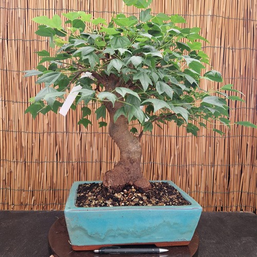 Bonsai acero bergerianum - acero,
