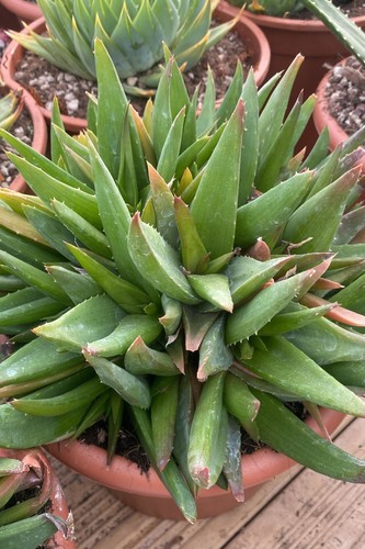 Pianta vera aloe black gem - pianta, di