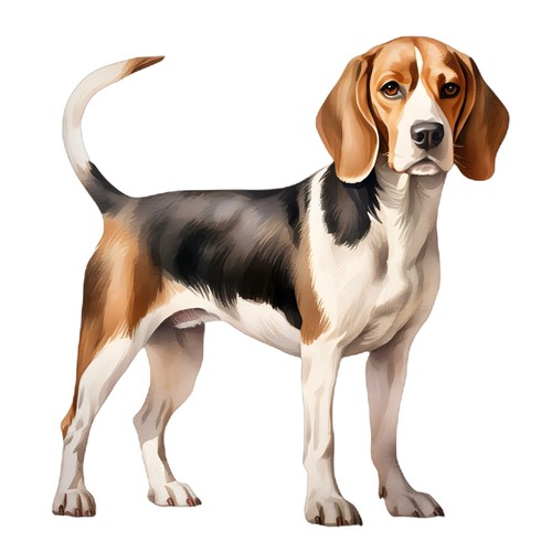 Adesivi beagle auto - beagle,