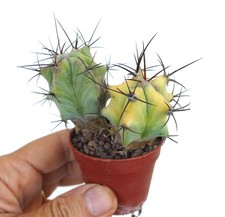 Echinocactus grandis (2 piante con 1 variegata) - Cactus a botte gigante | Big ba