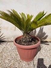 Pianta Cycas Revoluta Palma