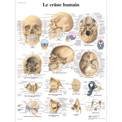 Scientific cranio umano - 3b,