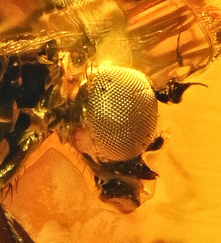 Super detail microphoridae - super, detail!