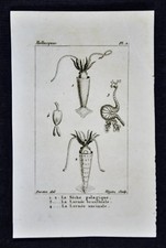 c 1828 Stampa conchiglia di