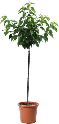 Pianta ciliegio prunus - di,