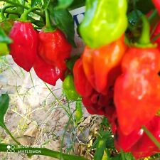 Scotch Bonnet Trinidad Red 