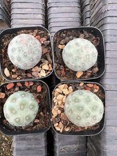 Rara pianta succulenta