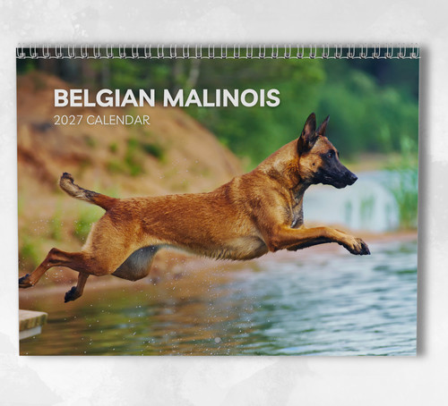 Calendario belga malinois - calendario,