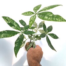 Pachira glabra 'Milky Way'