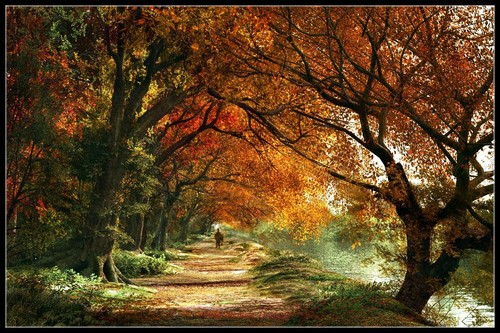 Forever autumn grafico - autumn,