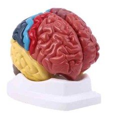 Anatomia modello area