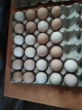 8 UOVA FECONDATE MISTE DI GALLINE OVAIOLE LIVORNESI ISABROWN AUSTRALORP FERTILI