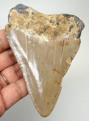 Dente squalo megalodonte - squalo,