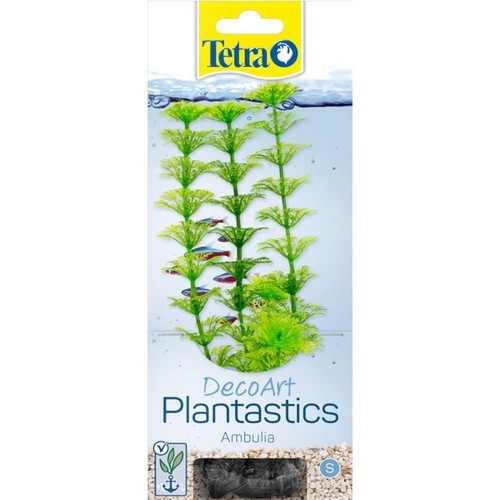 Tetra pianta decorativa - tetra, in