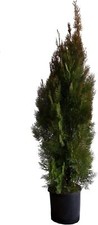 Tuia Aurea Conifera - Thuja