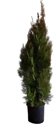 Tuia aurea conifera - -, thuja