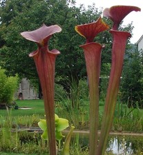 1 pianta Sarracenia flava
