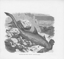 Pesce Martello Sphyrna Zygaena